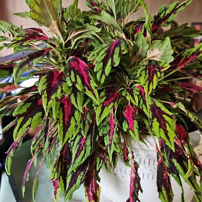 Photo of the plant species Microblaze Spitfire by @RefinedLuckyred named Huckleberry Fern on Greg, the plant care app