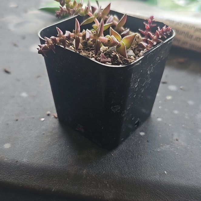 Photo of the plant species Pagoda Village by @RefinedLuckyred named Mollie on Greg, the plant care app