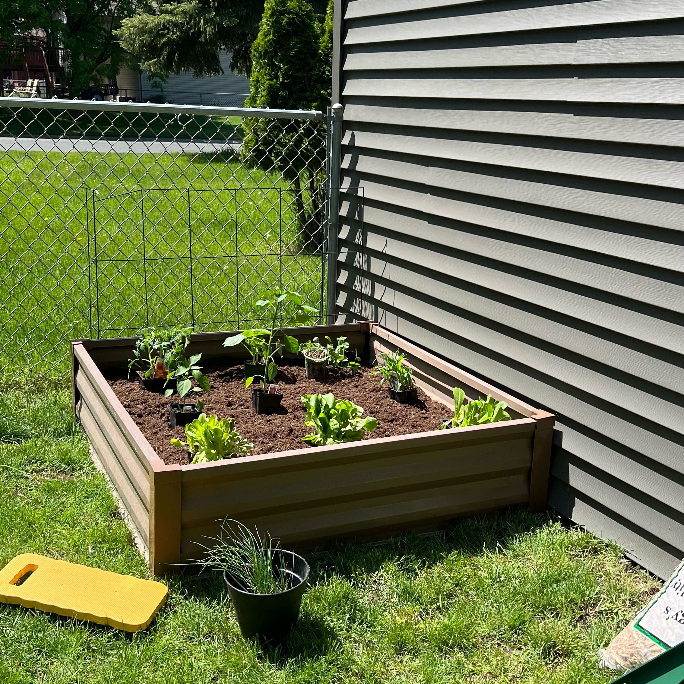 Photo of the plant species small onion by @Jessigrad named Sanders on Greg, the plant care app