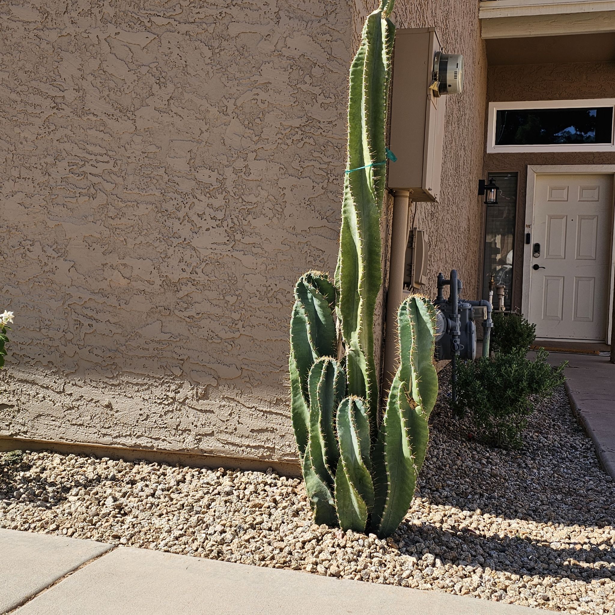 A healthy Spiral Cactus in a rocky garden bed near a building entrance.