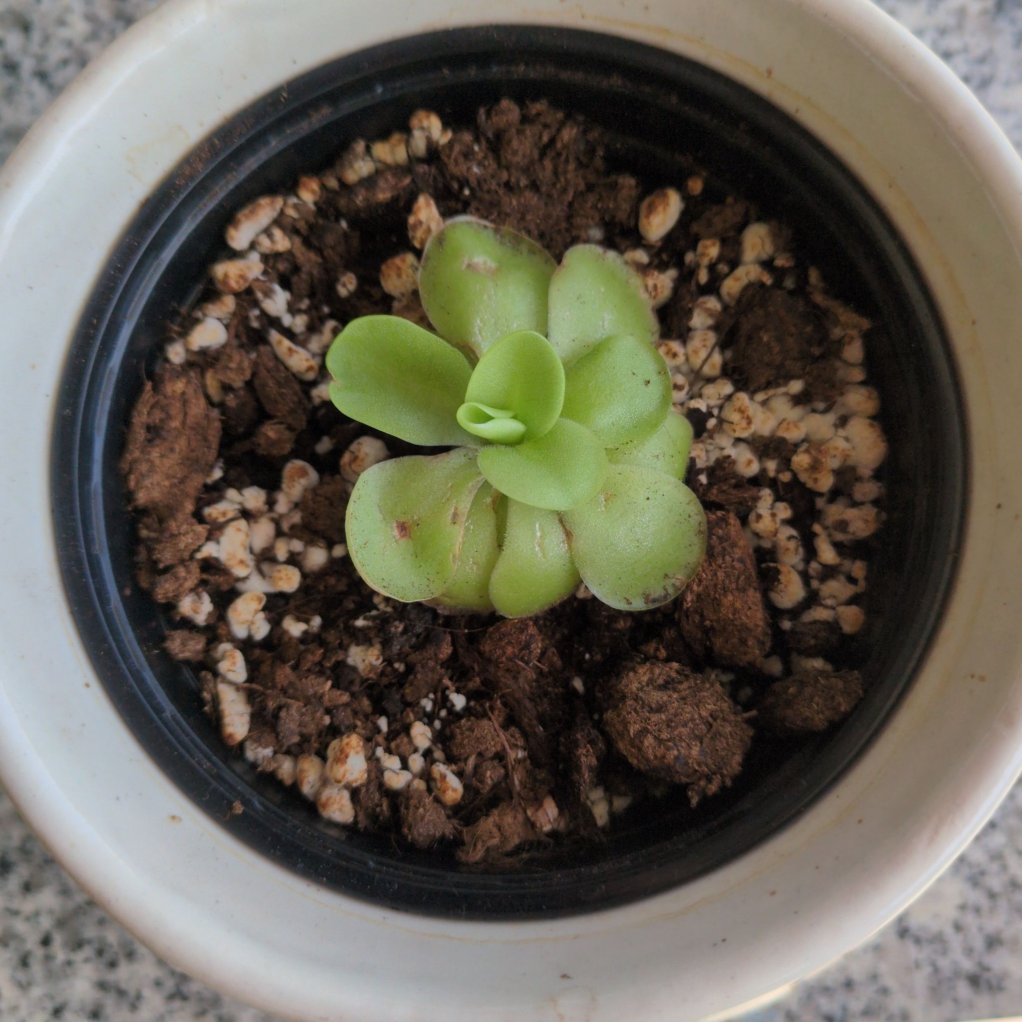 Photo of the plant species Tina Butterwort by @EpitomeRubyball named Tinão on Greg, the plant care app