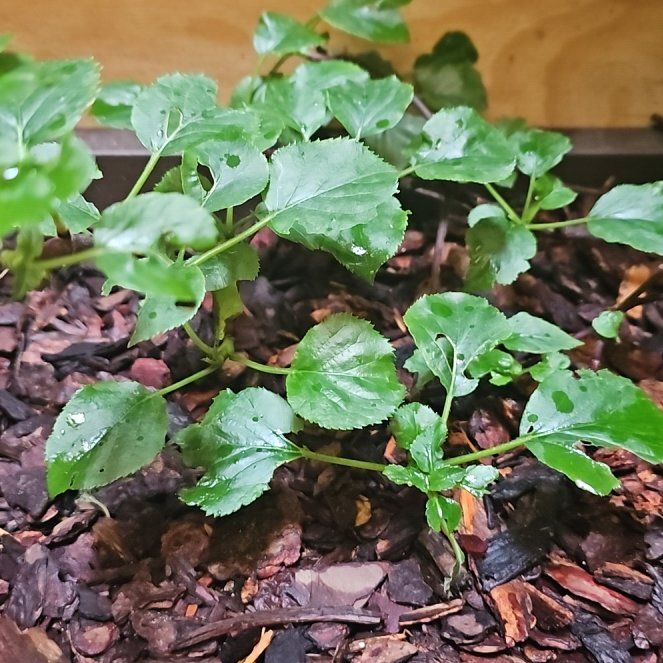 Photo of the plant species climbing hydrangea by @SugarShadscale named Wall-E on Greg, the plant care app