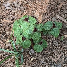 Photo of the plant species Hartweg's Wild Ginger by @BreezyRichweed named Marilyn on Greg, the plant care app