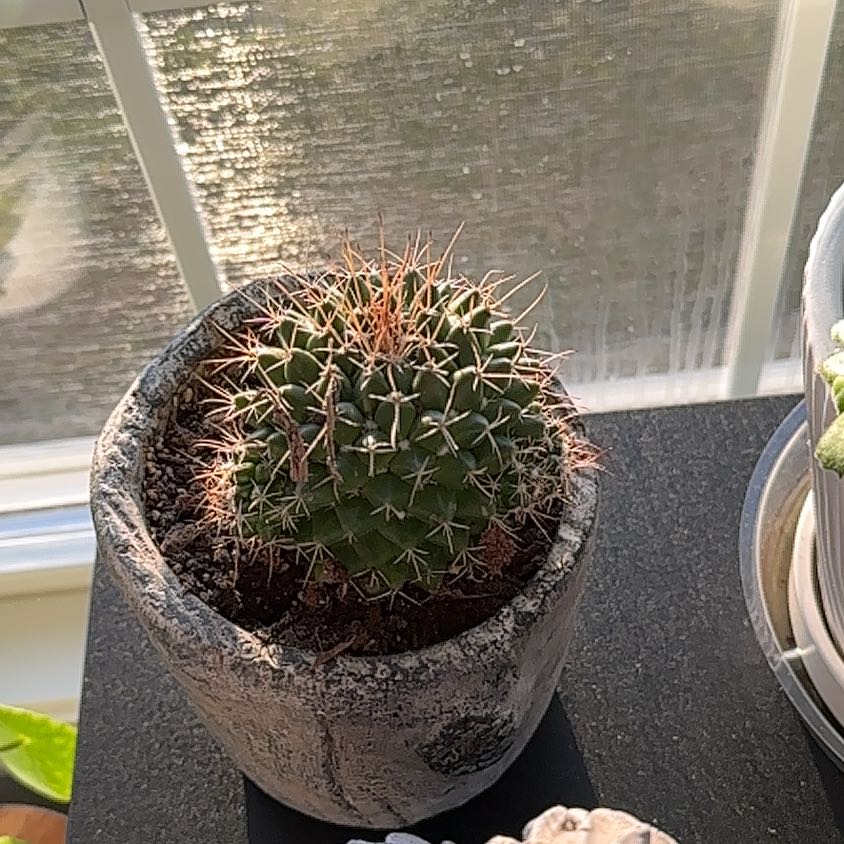 A healthy Mexican Pincushion cactus in a pot, well-lit and well-framed.