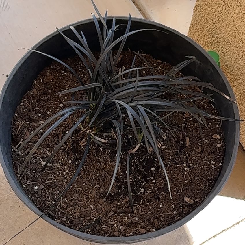 Photo of the plant species Black Mondo Grass by @NeedMoreCoffee named Nithin on Greg, the plant care app