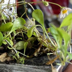 Photo of the plant species Carolina Springbeauty by @GiddyKalopanax named Zeus on Greg, the plant care app