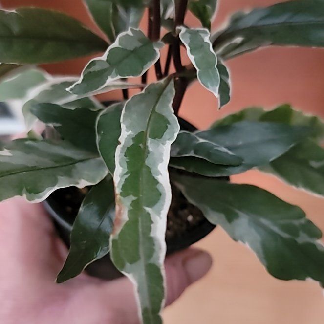 Photo of the plant species Stainless Steel by @GrandMoneytree named Delilah on Greg, the plant care app