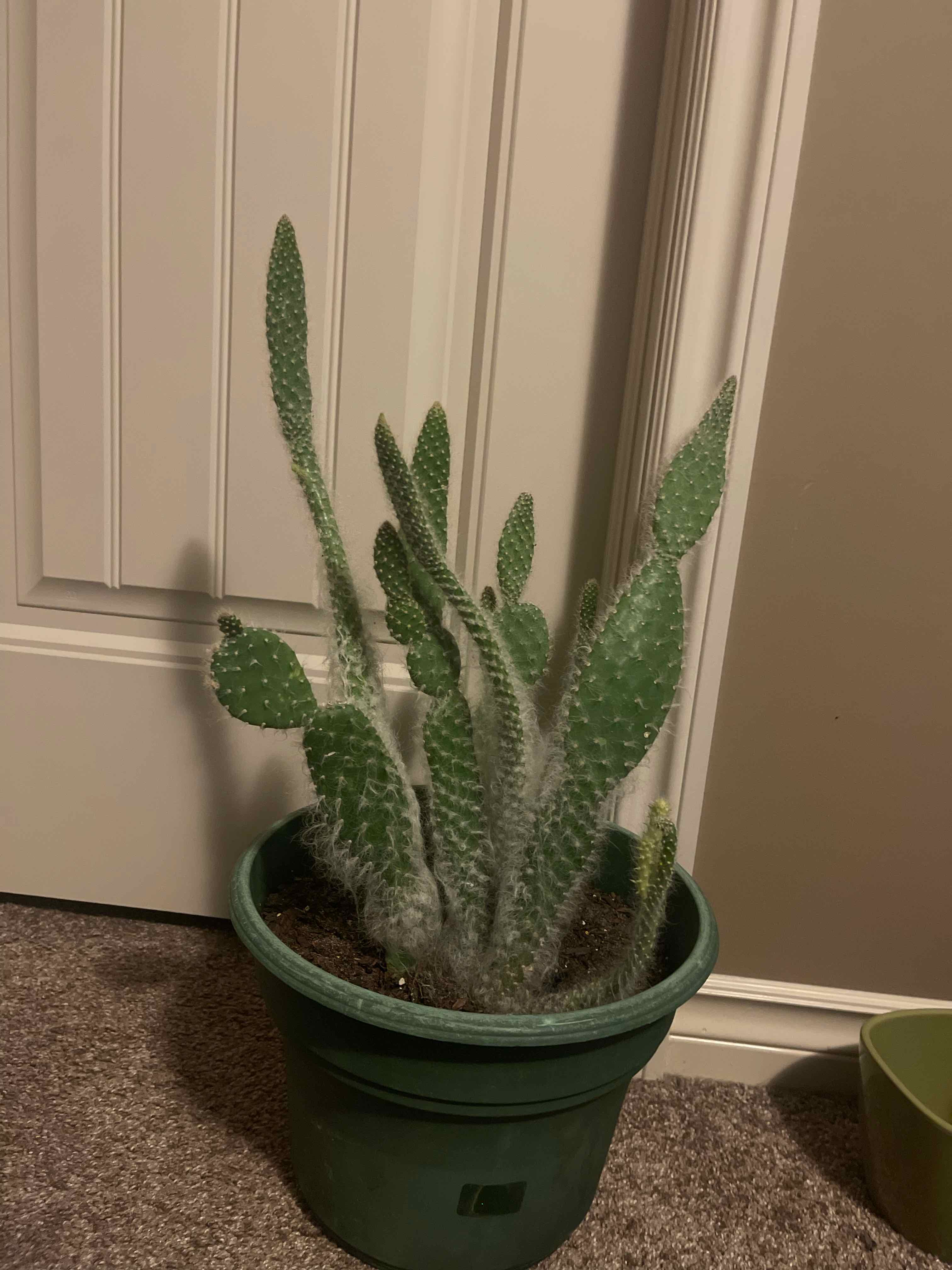 Photo of the plant species Snow Prickly Pear by @Chelsoffen named Pax on Greg, the plant care app