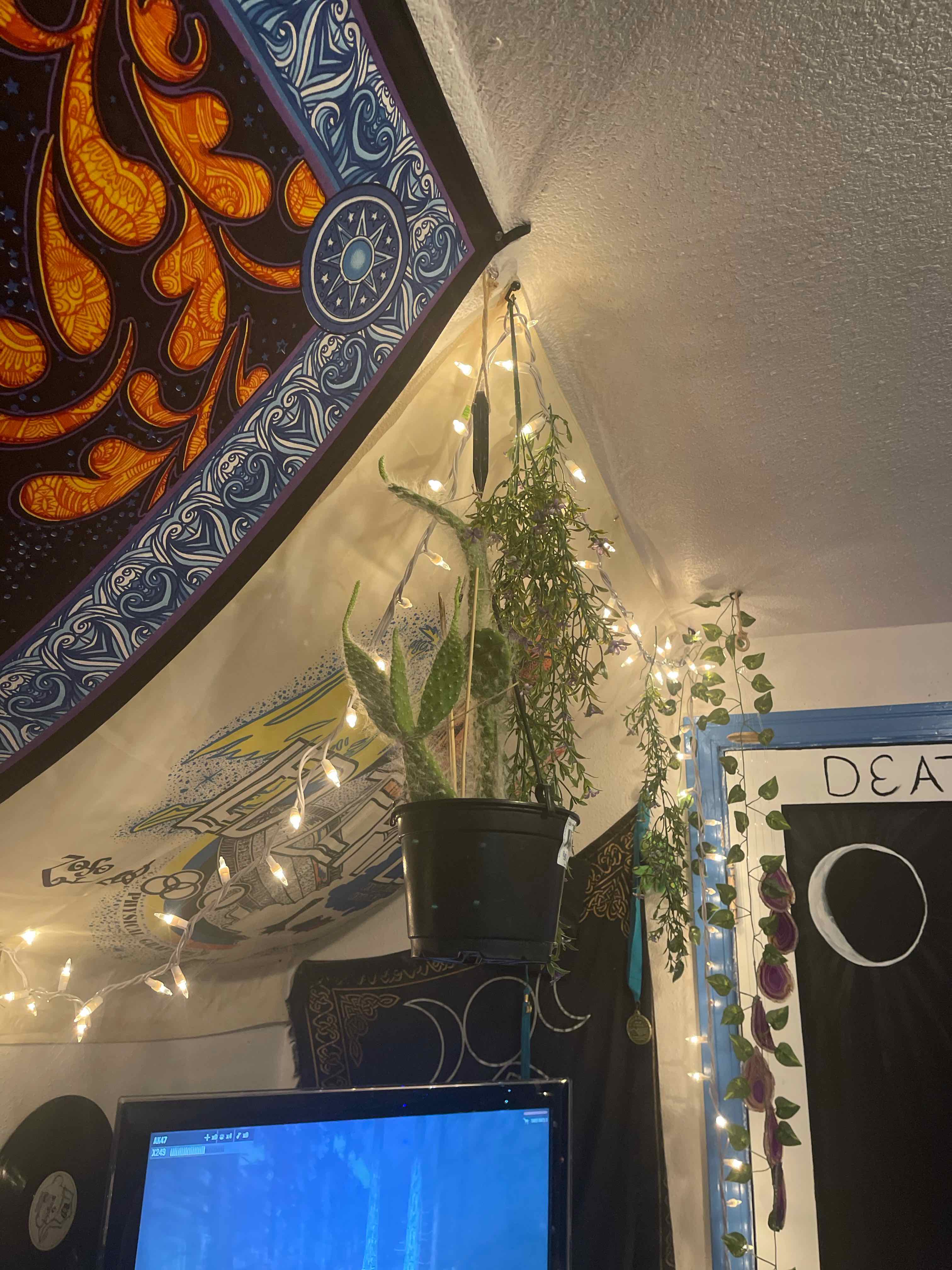 Photo of the plant species Snow Prickly Pear by @Chelsoffen named Mochi on Greg, the plant care app