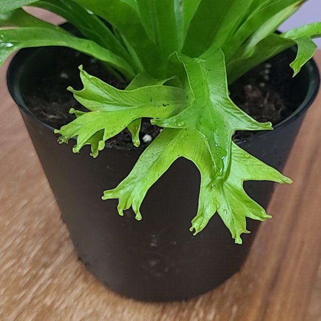 Photo of the plant species Chrissy Fern by @Stormyee named Coco on Greg, the plant care app