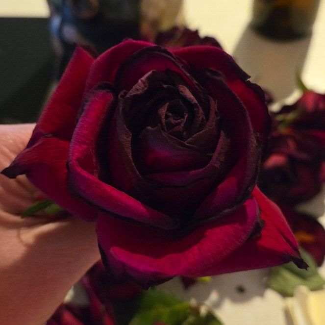 Photo of the plant species Hybrid Tea Rose by @Stormyee named Cleopatra on Greg, the plant care app
