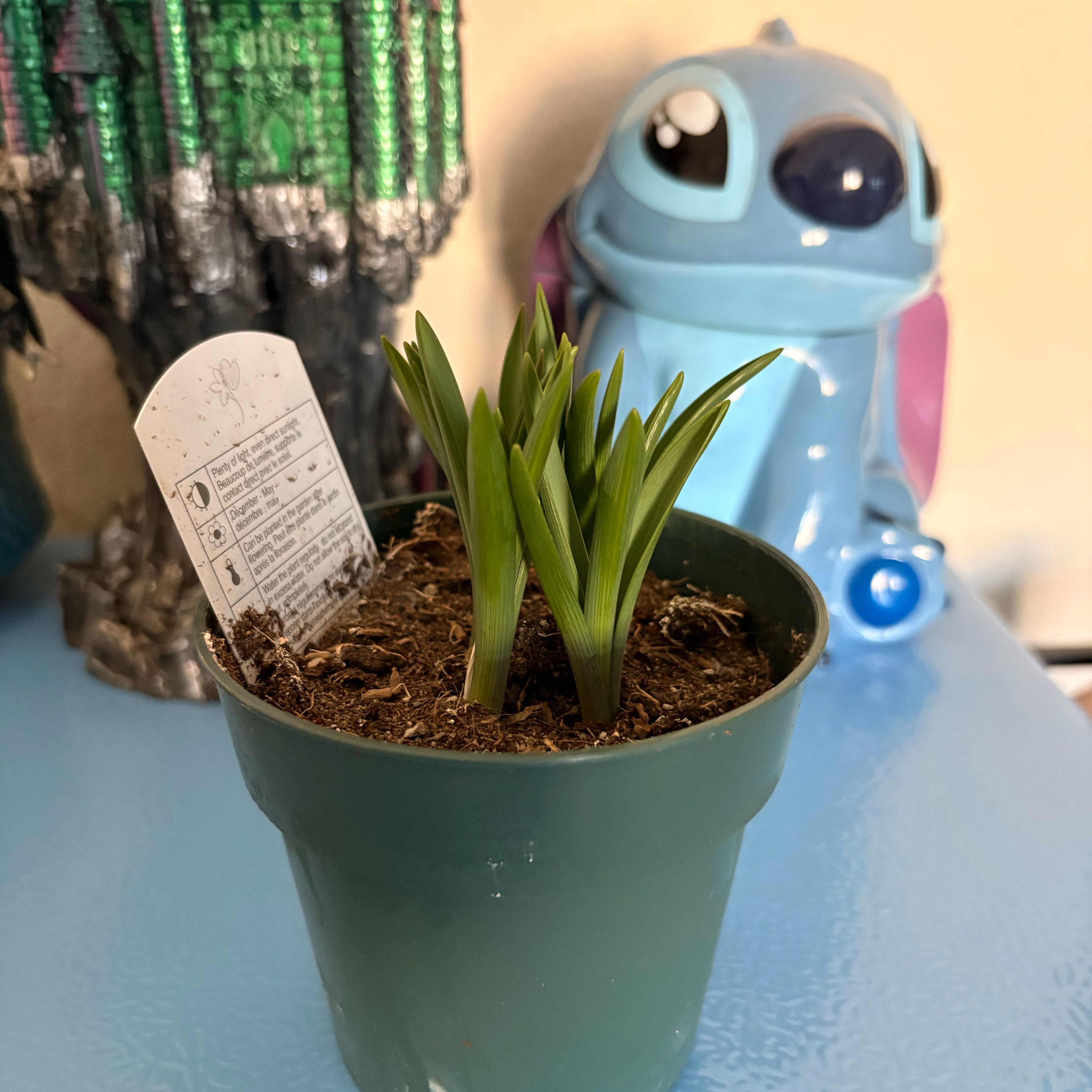 Photo of the plant species Blue moon by @BossPinkbubble named Experiment 626 on Greg, the plant care app