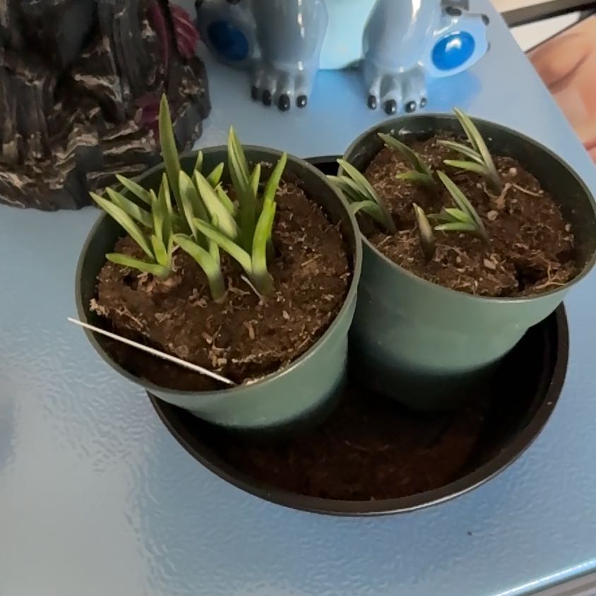 Photo of the plant species Lady Blue Muscari by @BossPinkbubble named Sully on Greg, the plant care app