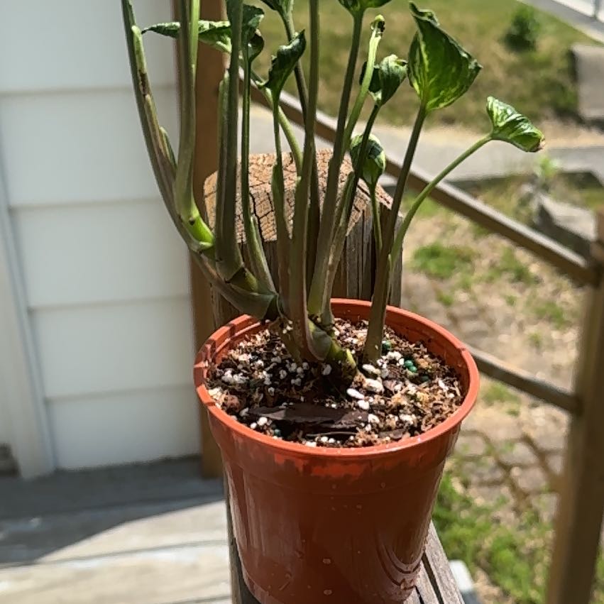 Photo of the plant species Syngonium by @XylemQueen named Xena on Greg, the plant care app
