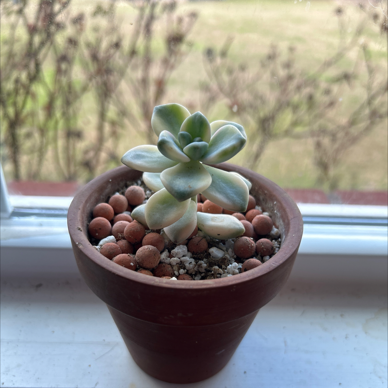 Photo of the plant species Apricot Beauty by @LordSeaofpink named Bubbles on Greg, the plant care app