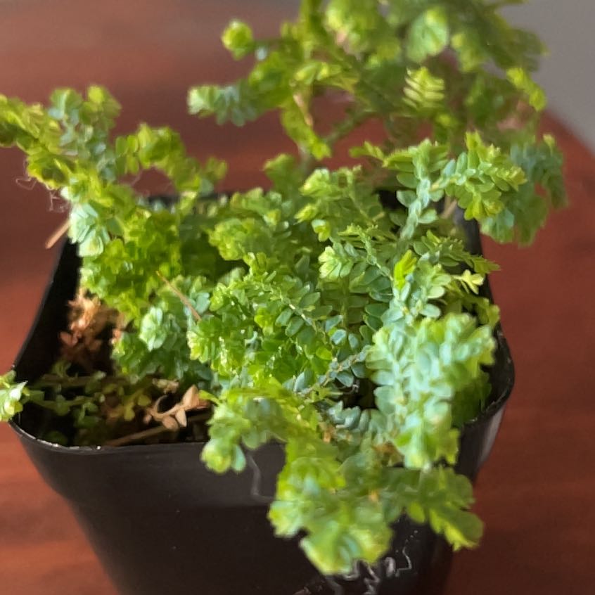 Photo of the plant species peacock fern by @LordSeaofpink named Bieber on Greg, the plant care app