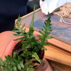Photo of the plant species Intermediate Polypody by @BrawnyHaworthia named James Dean on Greg, the plant care app