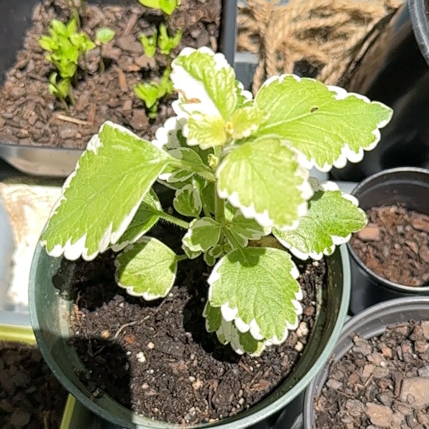 Photo of the plant species White-Edged Swedish Ivy by @RefreshingBonsi named Fernie Saunders on Greg, the plant care app