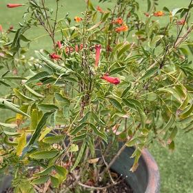 Photo of the plant species Cape Honeysuckle by @JazzyStarburst named Homer on Greg, the plant care app