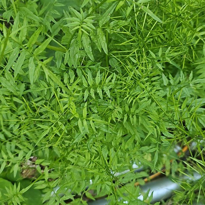 Photo of the plant species Narrowleaf Bittercress by @PetParaderose named James Dean on Greg, the plant care app