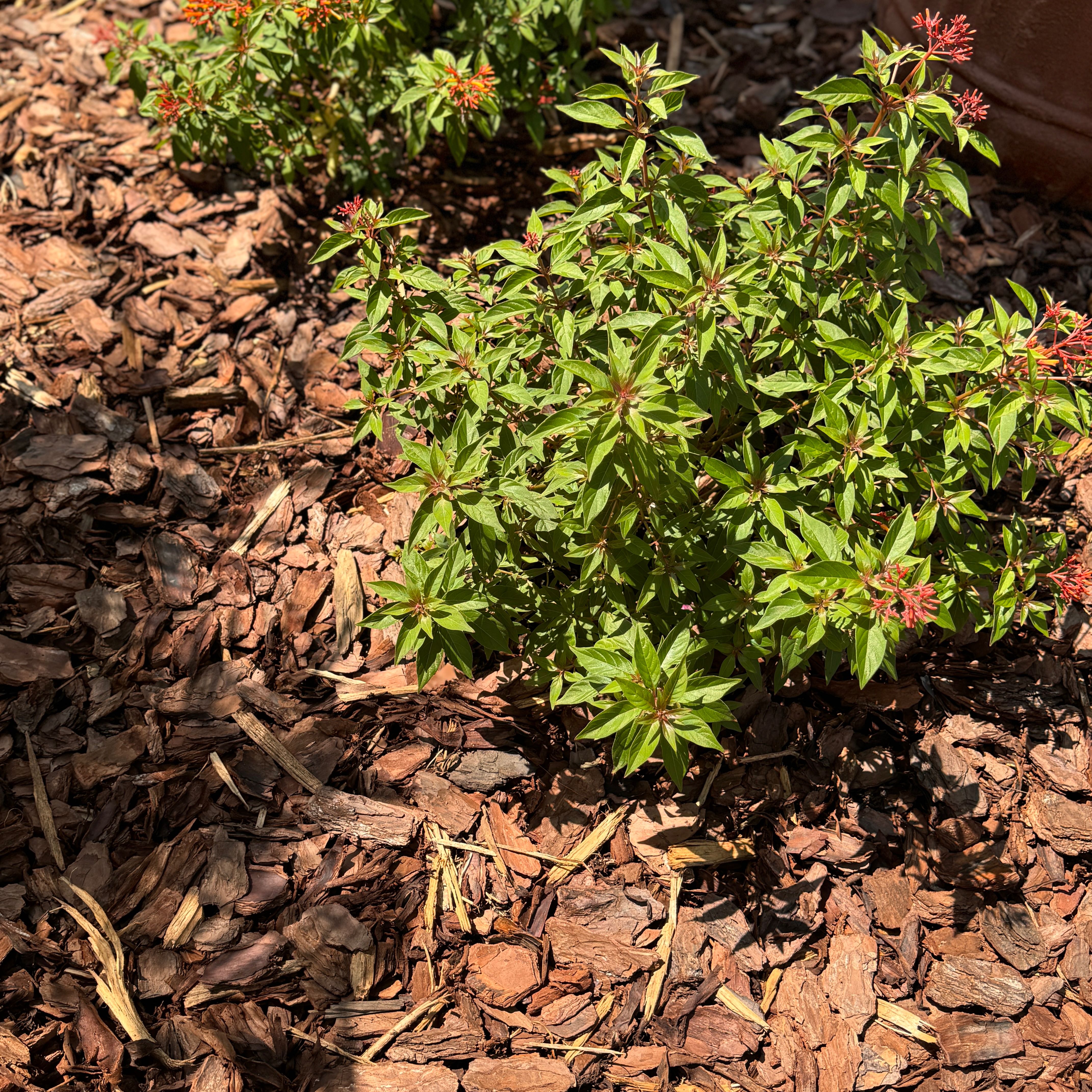 Photo of the plant species Firebush Dwarf by @TimelessWorm named Sol on Greg, the plant care app