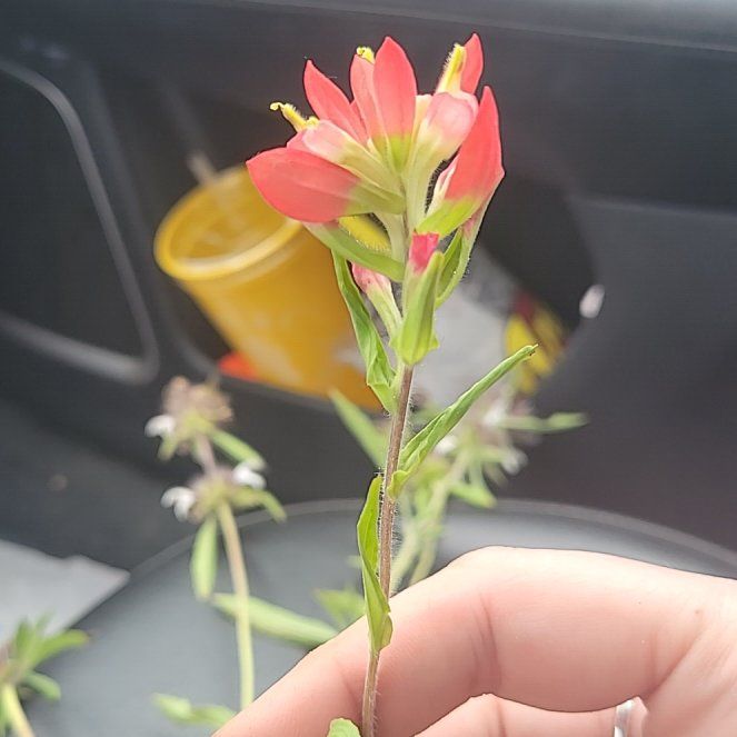 Photo of the plant species Texas Paintbrush by @DynamicSunstar named Kylie on Greg, the plant care app