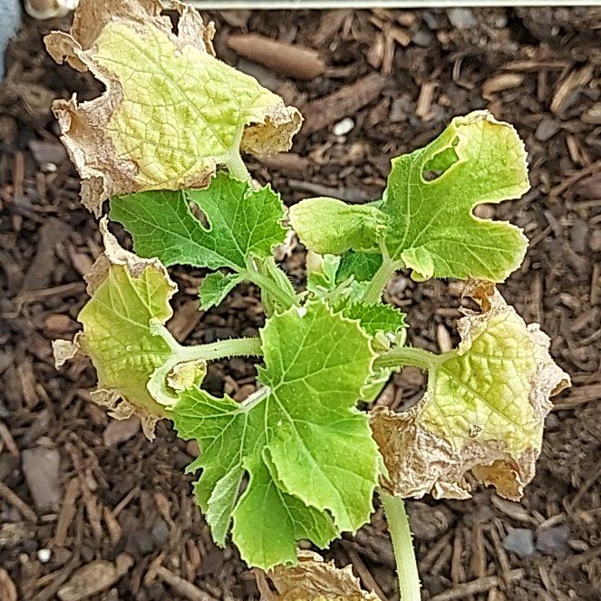 Photo of the plant species Squash by @SagaciousRedcap named Nemo on Greg, the plant care app