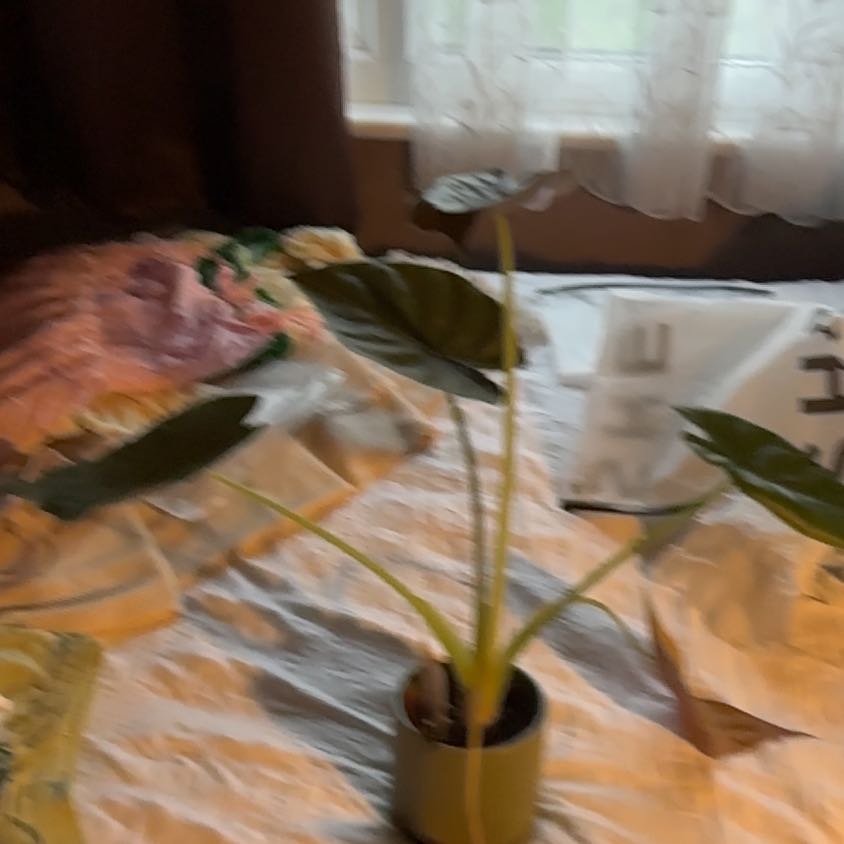 Photo of the plant species alocasia wentii silver splash by @HolyBarrenbrome named Emerson on Greg, the plant care app