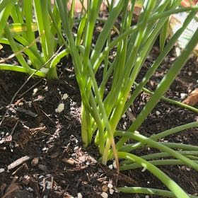 Photo of the plant species Evergreen Bunching Onion by @BestYankeeweed named Cleopatra on Greg, the plant care app
