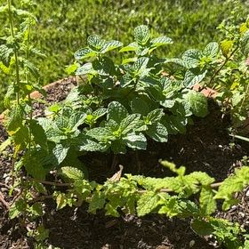 Photo of the plant species Strawberry Mint by @BestYankeeweed named Rihanna on Greg, the plant care app