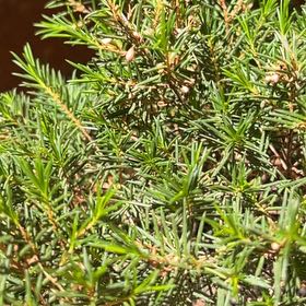 Photo of the plant species Geraldton waxflower by @AssuredMandrake named Nemo on Greg, the plant care app