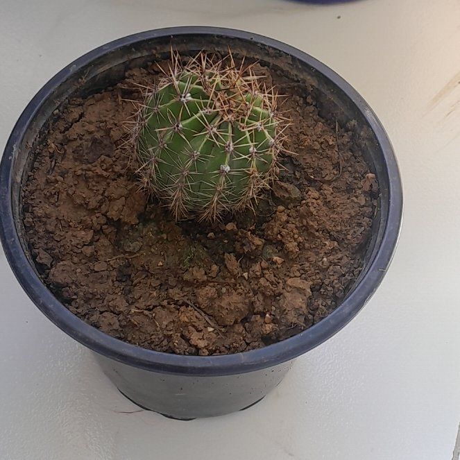 Photo of the plant species Golden Easter Lily Cactus by @plantmaniac named Daphne on Greg, the plant care app