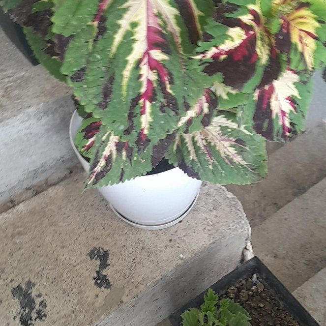 Photo of the plant species Regal Geranium by @plantmaniac named Treeyoncé on Greg, the plant care app