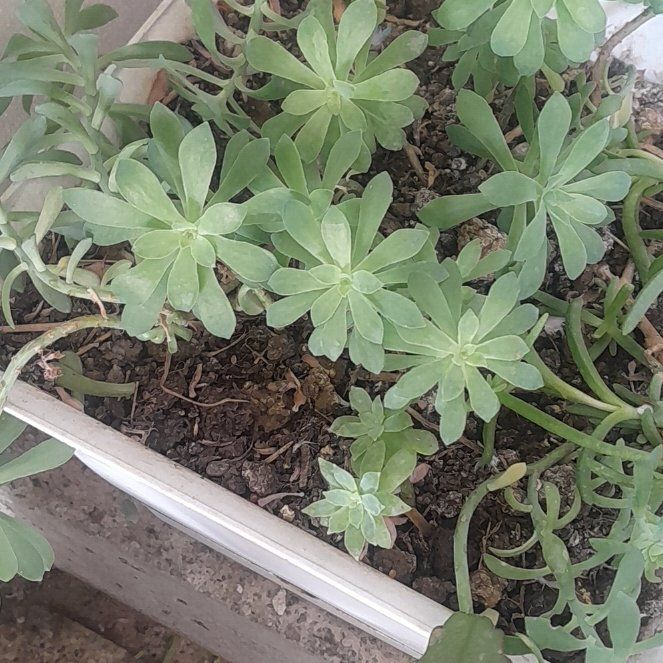 Photo of the plant species Pink Sky Petunia by @plantmaniac named Sanders on Greg, the plant care app