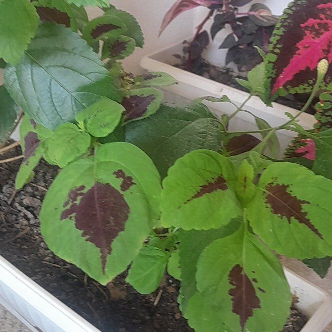 Photo of the plant species Lantana by @plantmaniac named Sol on Greg, the plant care app