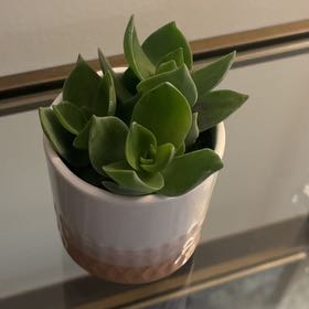 Photo of the plant species dolomite tricolor succulent by @EloquentRye named Dolores on Greg, the plant care app