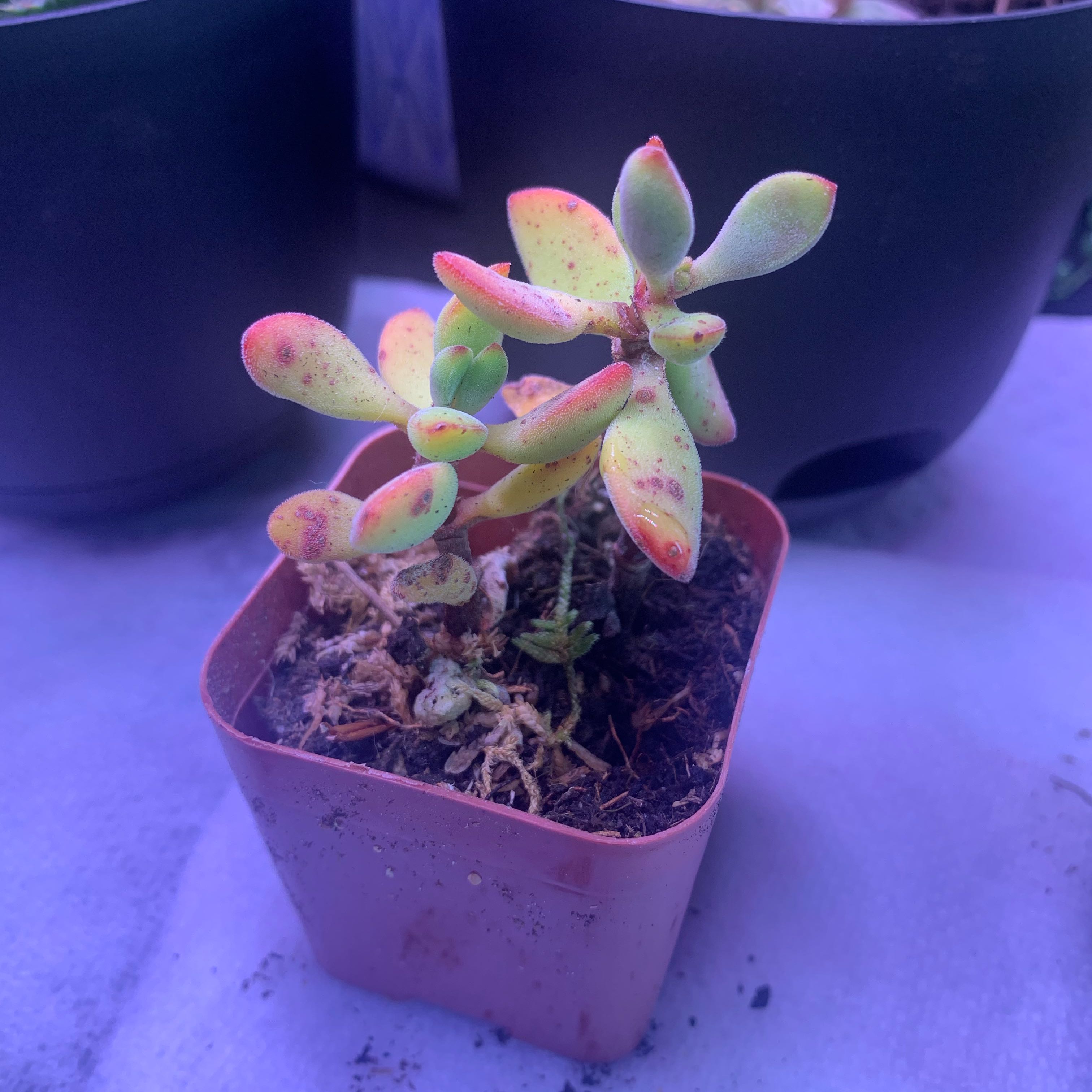 Crassula rogersii succulent plant in a square pot with some yellowing and browning leaves.