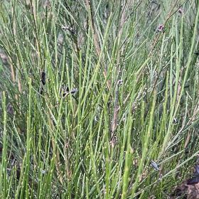 Photo of the plant species Broom by @ZestyWhitestar named Peter Parker on Greg, the plant care app