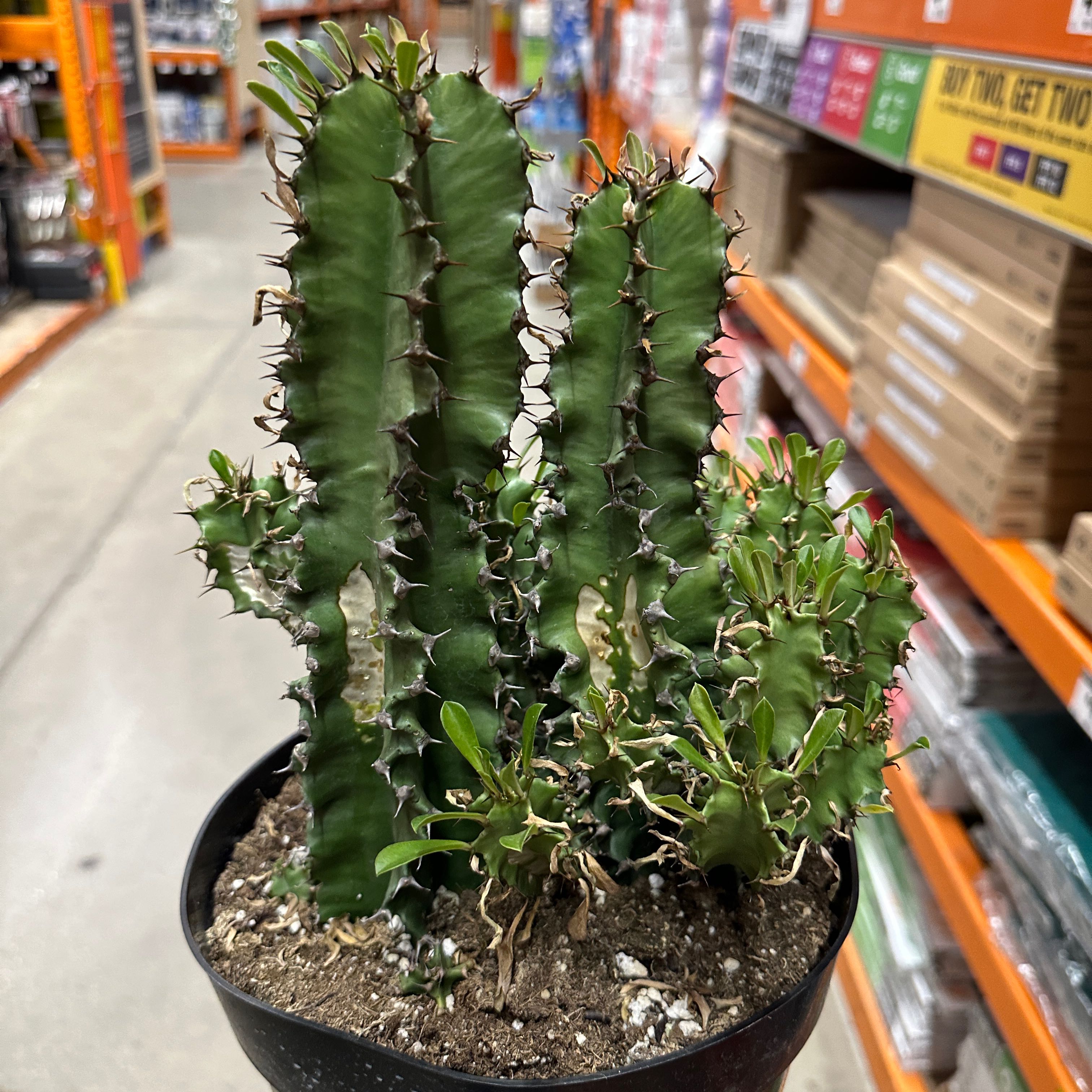 Photo of the plant species African Candelabra by @BreezySiricote named Harry on Greg, the plant care app