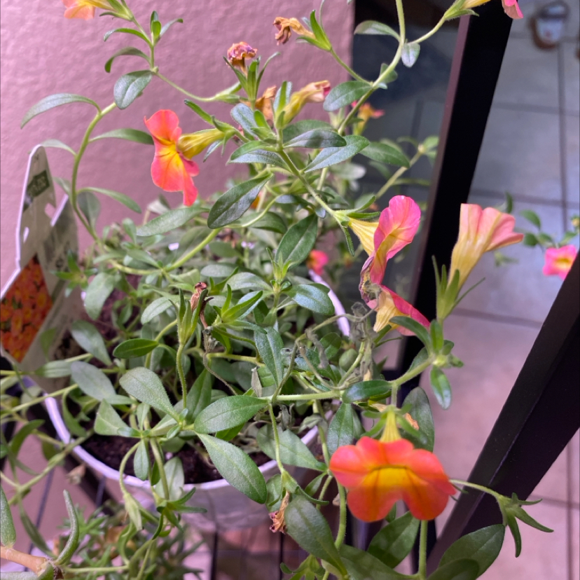 Photo of the plant species Superbells Lemon Slice Calibrachoa by @NeatRockjuniper named Marilyn on Greg, the plant care app