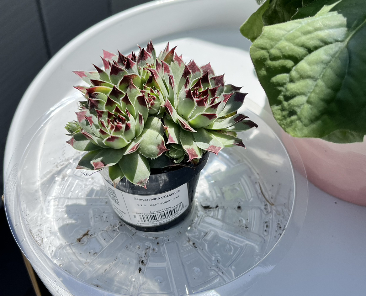 Sempervivum calcareum plant in a small pot with green leaves and red tips.