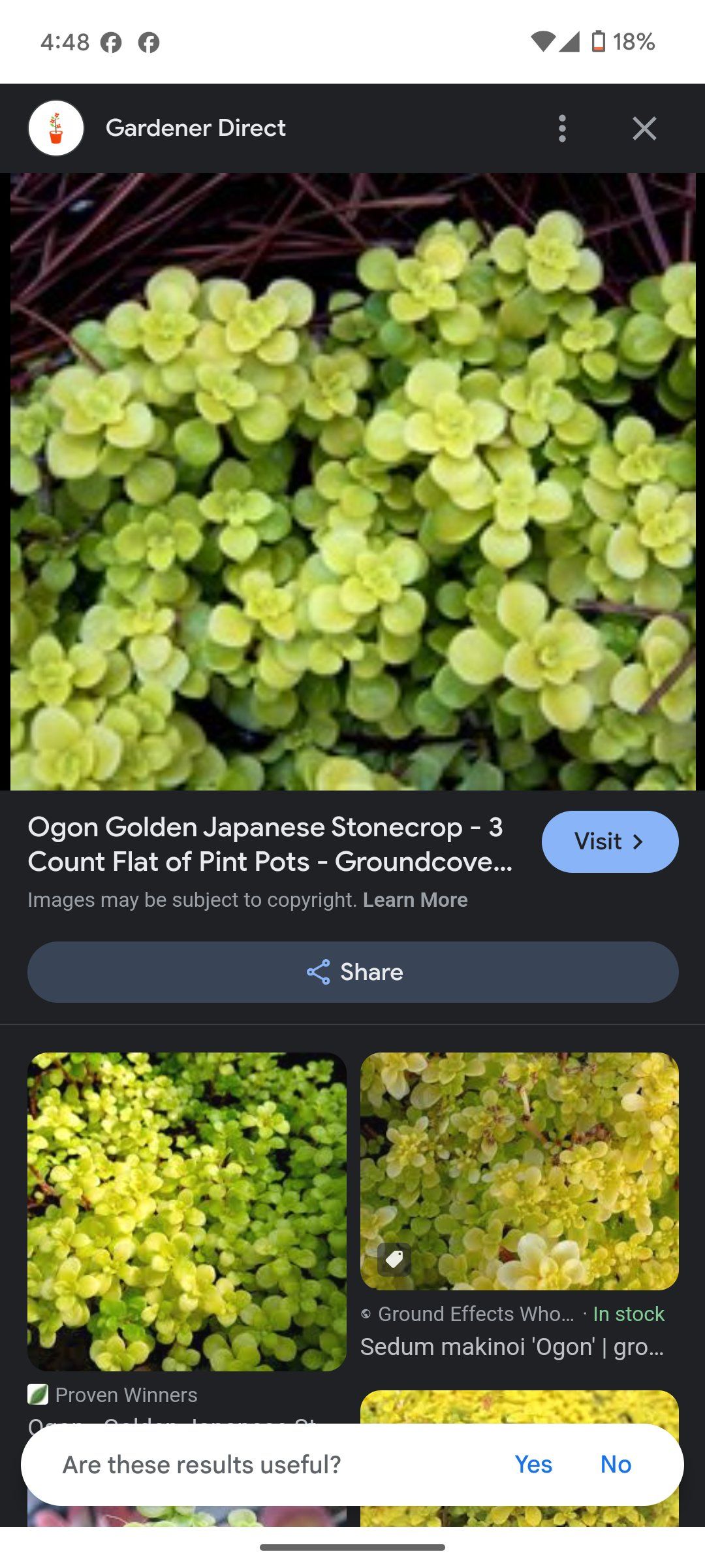 Photo of the plant species Golden Japanese Stonecrop by @SuperbHoupara named Muhammad Ali on Greg, the plant care app