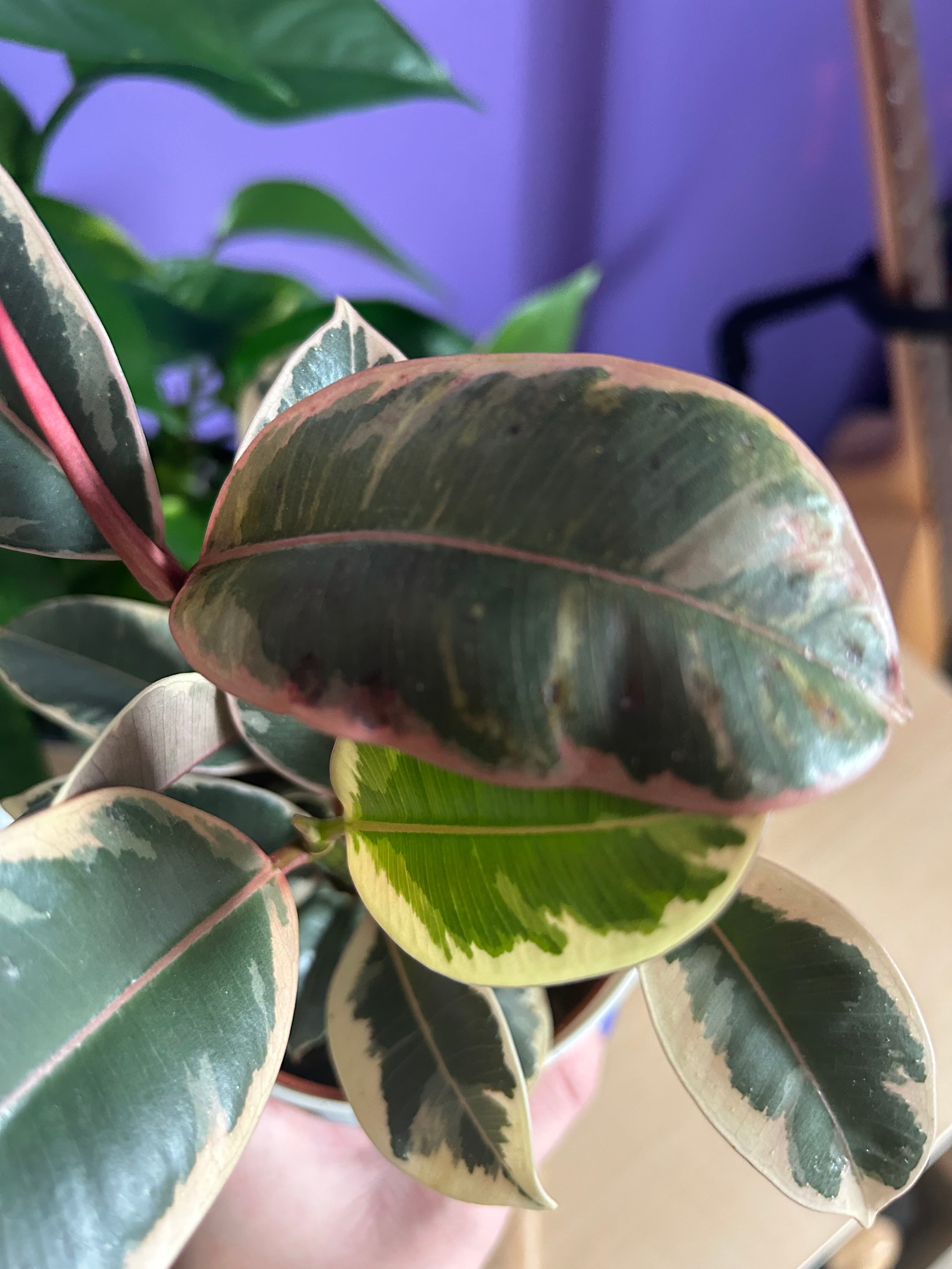 Optimal Hardiness Zones for Celeste Fig 6a9b 🍑