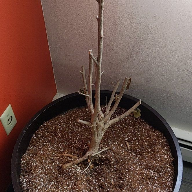 Photo of the plant species Double Apricot Hibiscus by @MatureAraceae named Navajo on Greg, the plant care app