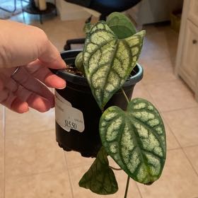 Photo of the plant species Piper sylvaticum by @LegitAzureaster named Gates on Greg, the plant care app
