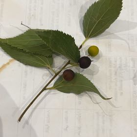 Photo of the plant species European Hackberry by @BeneficRedmambo named Curie on Greg, the plant care app