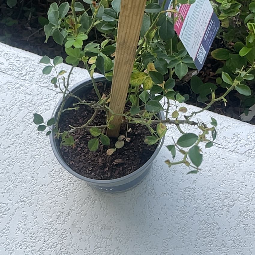 Photo of the plant species Eden Climbing Rose by @IntenselyRye named Plato on Greg, the plant care app