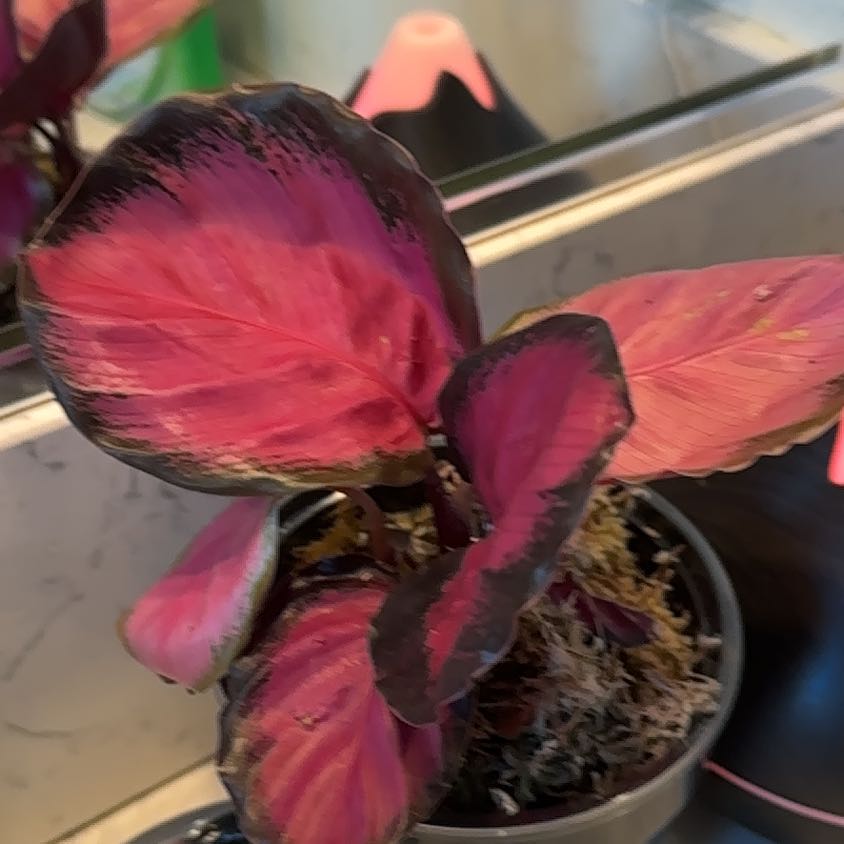 Photo of the plant species Prayer Plant by @Gonnalearn named Princess on Greg, the plant care app