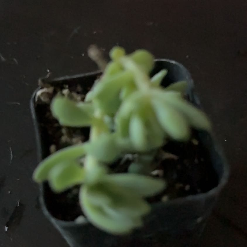 Photo of the plant species Sedeveria ‘Silver Frost’ by @Gonnalearn named Sol on Greg, the plant care app