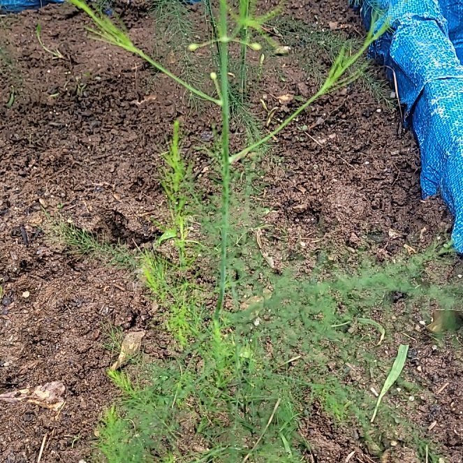 Photo of the plant species Garden Asparagus by @SageWildflower named Michelle Branch on Greg, the plant care app